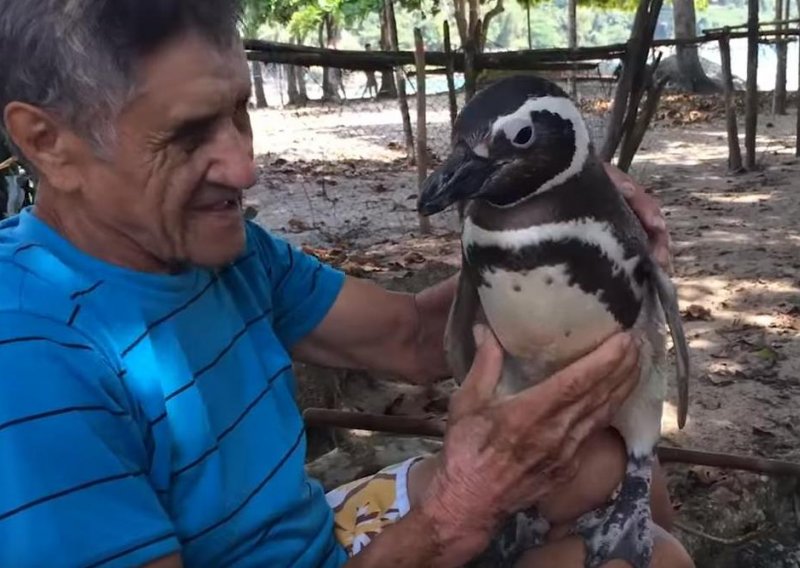 Izgubljeni pingvin pronašao novi dom