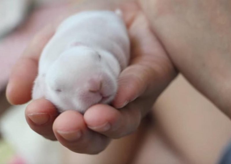 Postoji li išta slađe od novorođenih zečića?