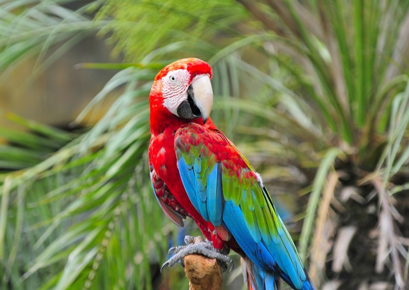 Je li ovo najzločestiji papagaj kojeg ste dosad čuli?