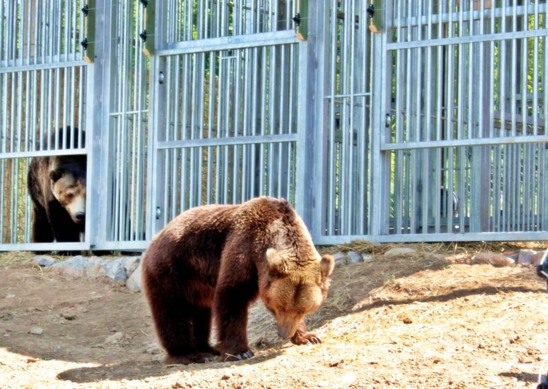 Prijatelji životinja: Medvjediću Matiji nije mjesto u zoološkom vrtu nego u prirodi ili utočištu