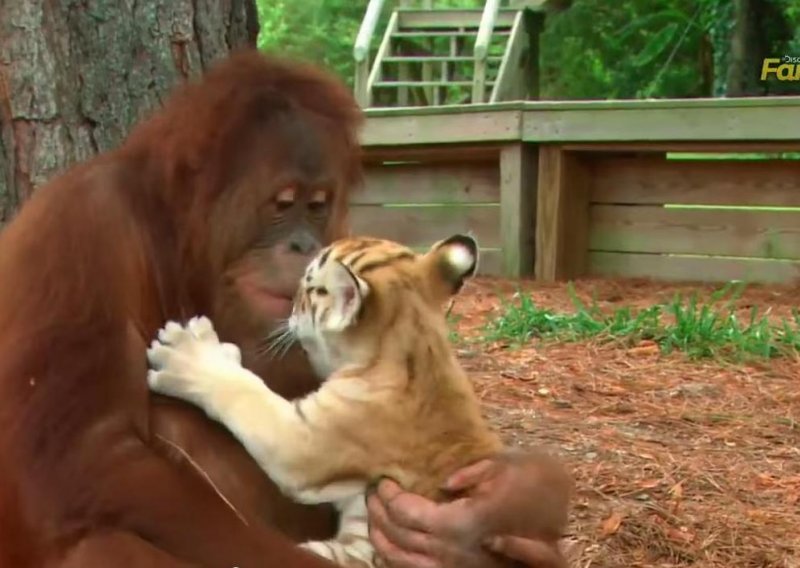 Brižni orangutan obožava svoje tigriće
