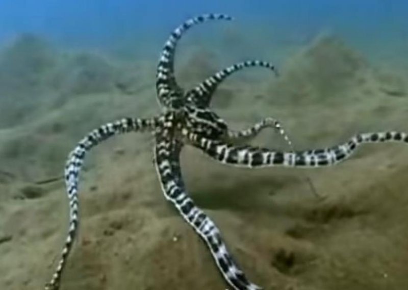 Ova hobotnica zaslužuje Oscar