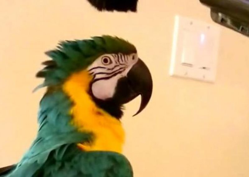 Vrckavi papagaj obožava kad ga se usisava