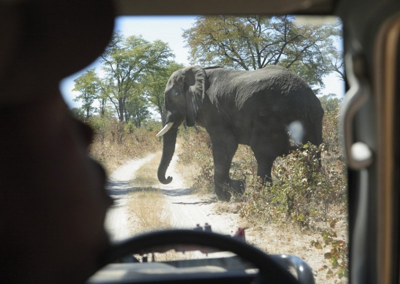 Zbunjeni slon pokušao se poseksati s autom