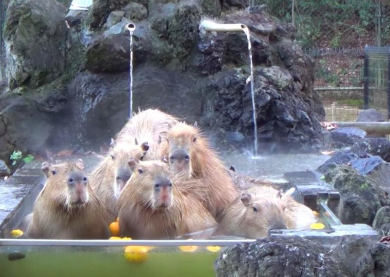 Kapibare koje guštaju čisti su urnebes
