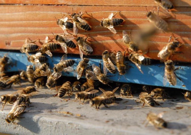 Ženu kod Koprivnice izbolo tisuću pčela