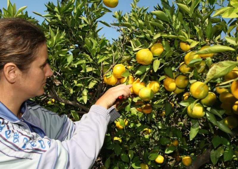 Proizvođači jabuka povukli sto posto EU novca, a mandarina samo 42 posto