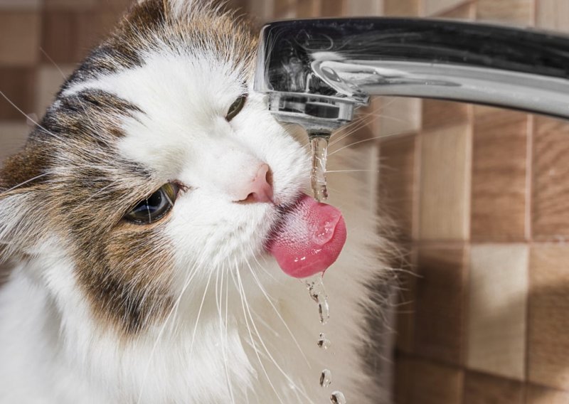 Sitničari li i vaša mačka oko vode?
