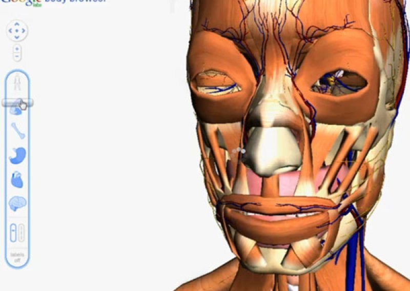 Google pokrenuo 3D vodič kroz tijelo