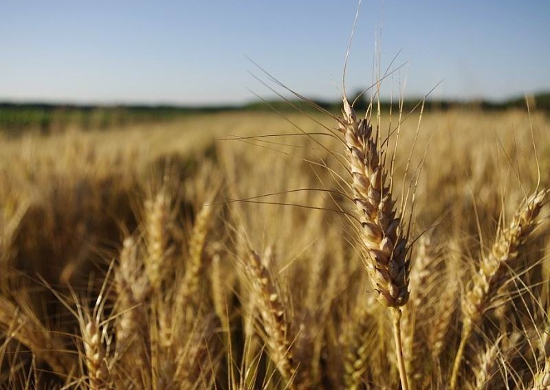Seljaci su zadovoljni otkupnom cijenom pšenice