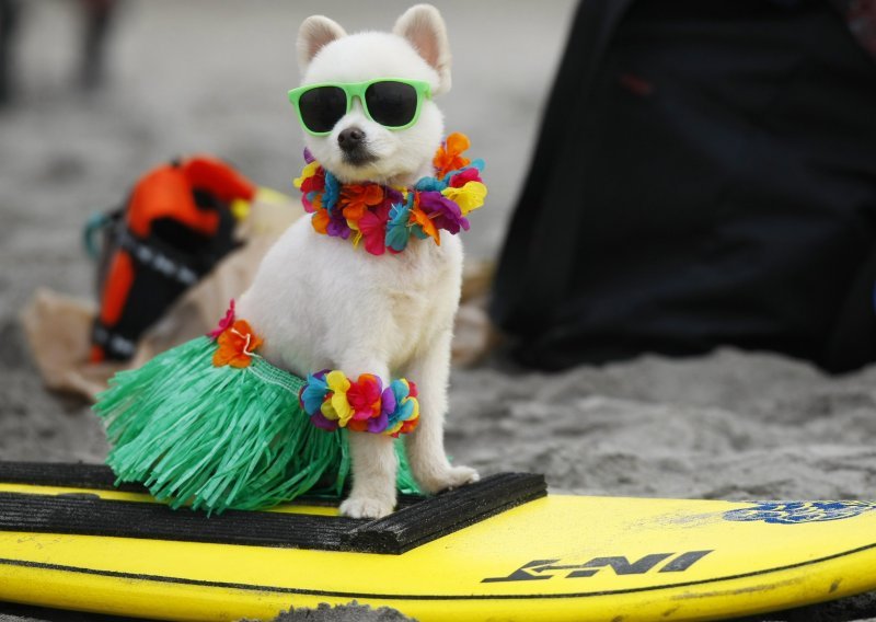 Upicanjeni psi surfali na valovima San Diega