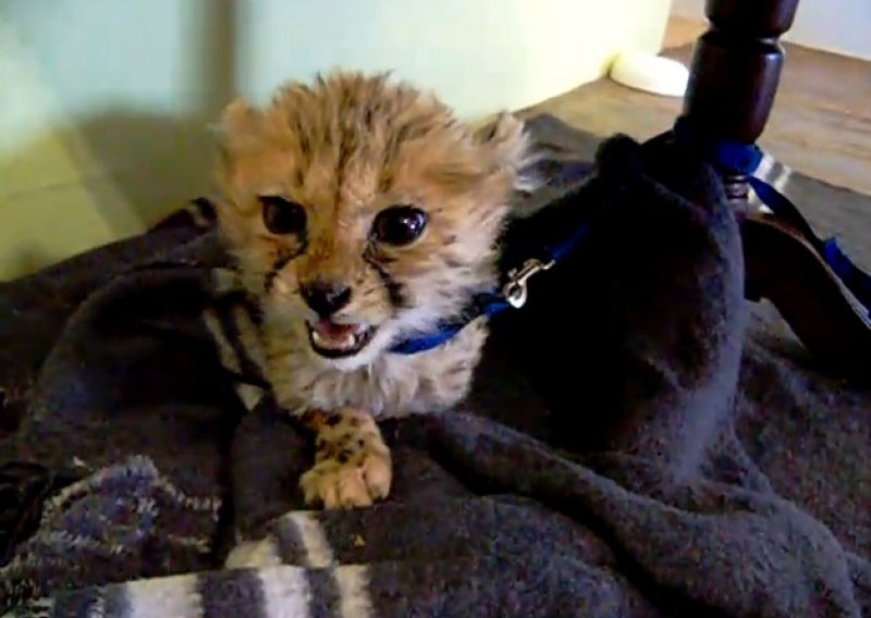 Beba geparda skviči poput gumene igračke