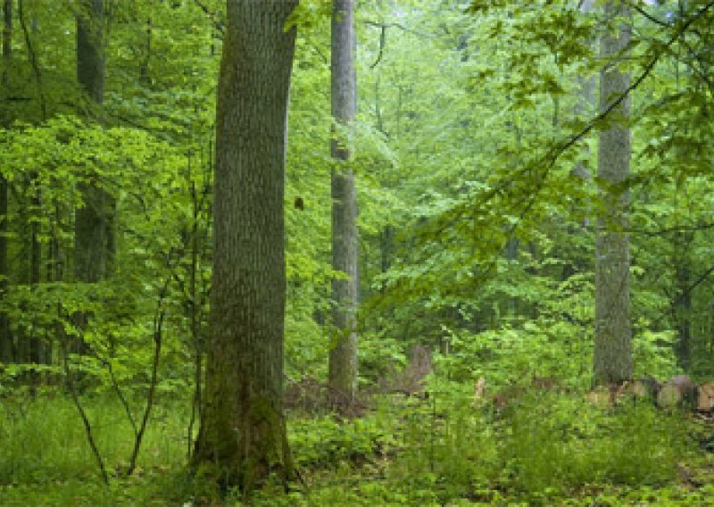 'Nećemo privatizirati šume nego lovstvo i ugostiteljstvo'