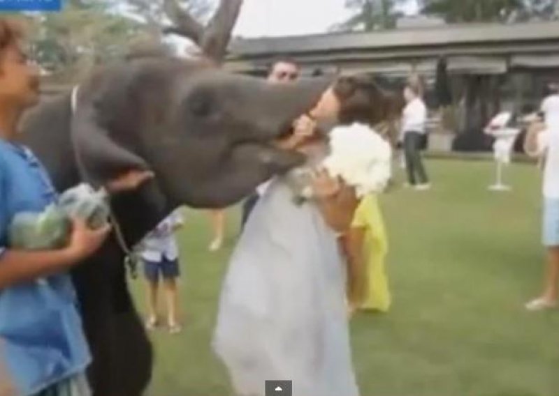 Slon pokušao poljubiti mladenku