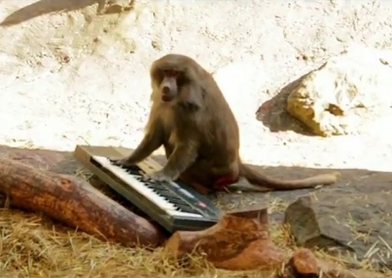Poslušajte šest najboljih DJ-a iz porodice primata