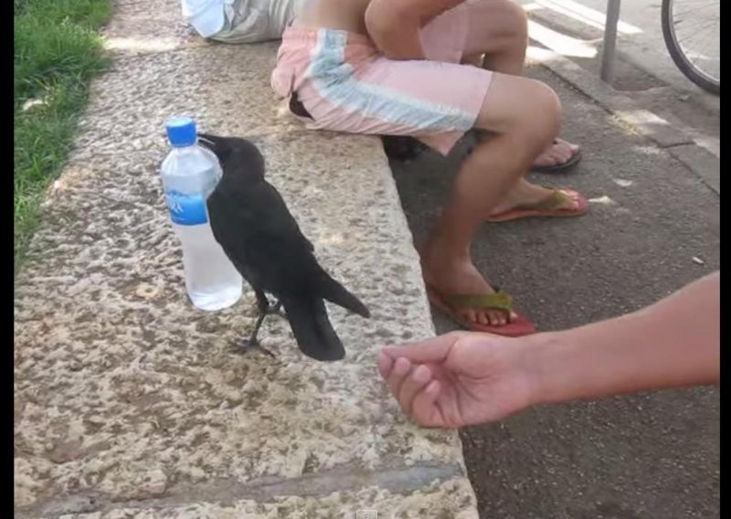 Pametna vrana žicala vodu od turista
