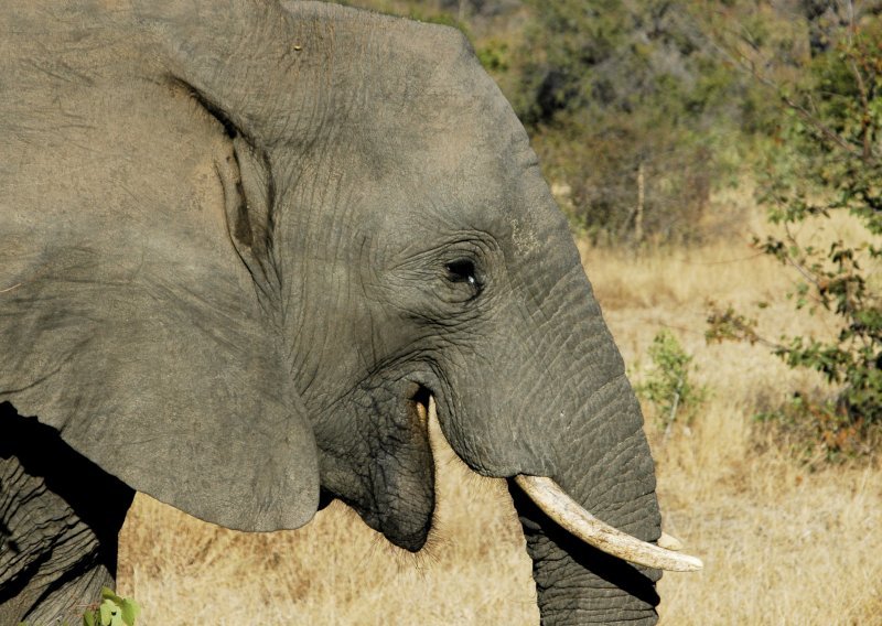 A ovo je prvi slonovski selfie