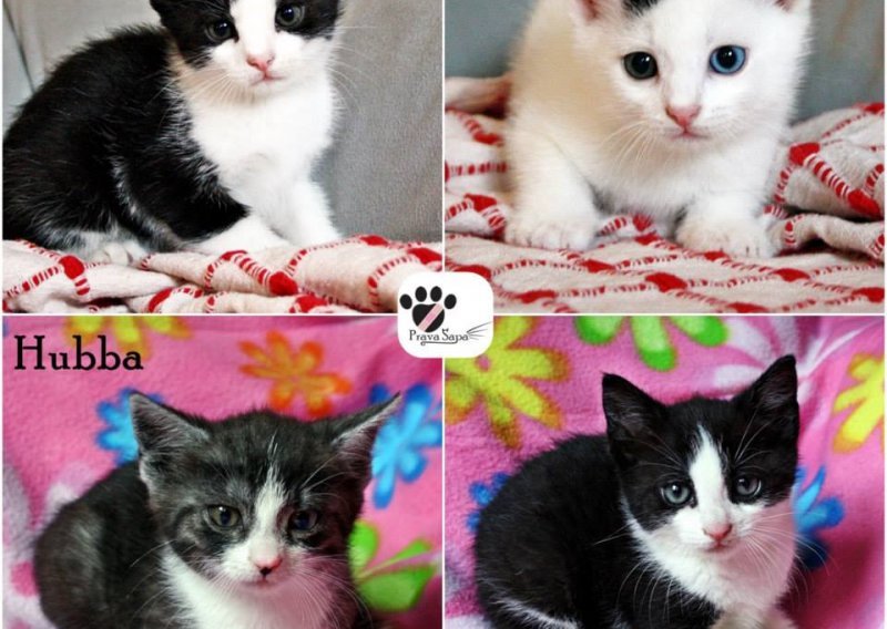 Četiri mačića koji će vam sigurno prirasti srcu
