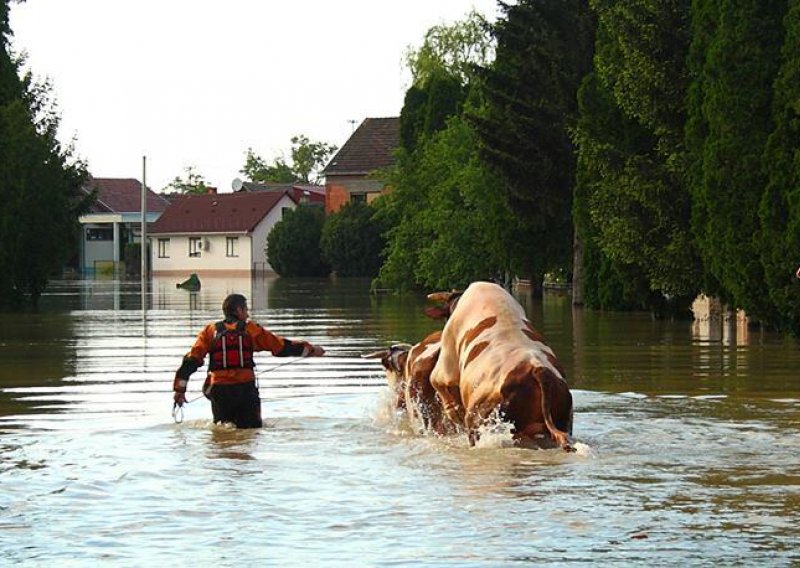 Evo kako je HGSS iz poplave spasio agresivnog bika!