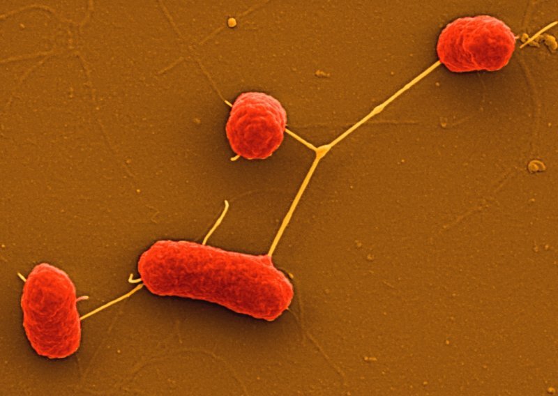 Egipat niječe odgovornost za E.coli