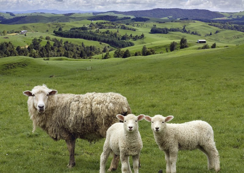 Ukrali stado od 160 ovaca iz sela koje se zove Wool