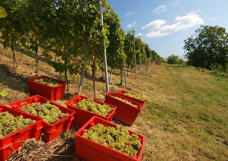 Zakon o vinu donosi vinarima uštede od 12 milijuna kuna