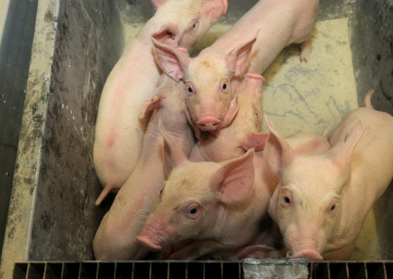 Hrvatski svinjogojci napokon mogu izvoziti žive svinje