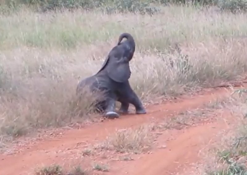 Beba slon muku muči sa stražnjicom
