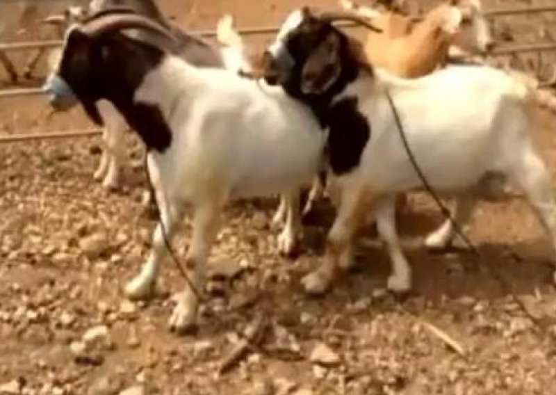 Ukrali koze i vezali im usta selotejpom