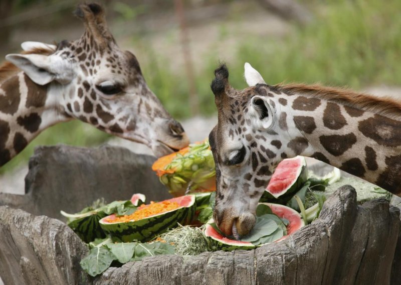 I žirafe se hlade lubenicom i sladoledom