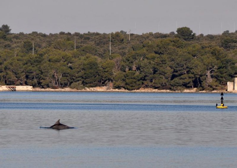 U Puli nađen izmasakriran delfin
