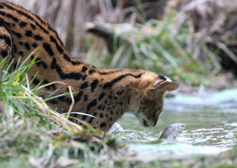 Gladna divlja maca u zagrebačkom ZOO-u navalila na ribu