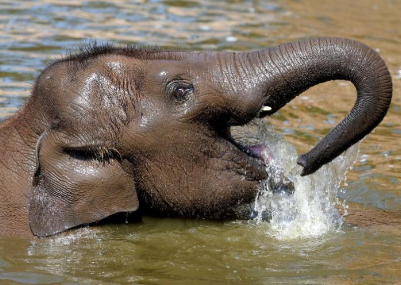 Slonovi u Nepalu spasili stotine turista iz poplavljenog safari parka
