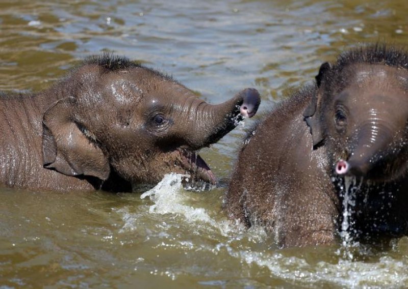 Bebe slonići spas od vrućina našli u kupanju
