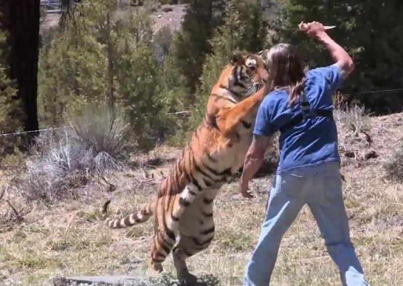 Nevjerojatna igra goleme tigrice i njezinog trenera