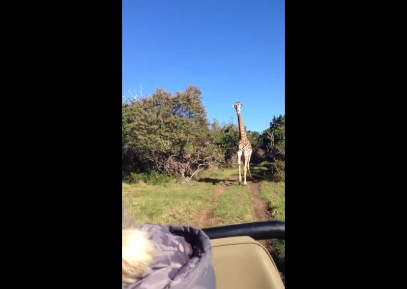 Ovako izgleda ljuta žirafa