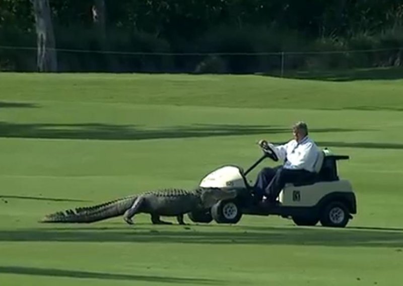 Nevjerojatno! Igraju golf u društvu opasnih aligatora