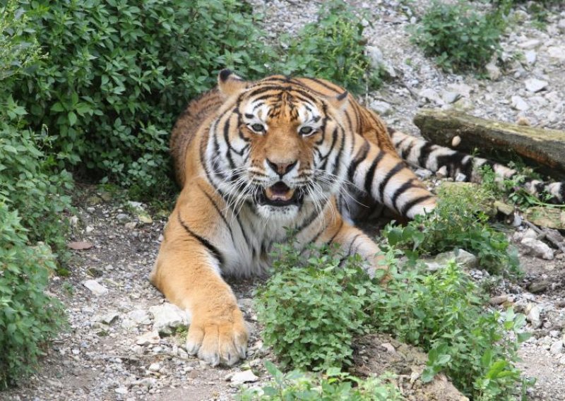 'Bijeg' tigra iz splitskog ZOO-a izazvao pravu paniku