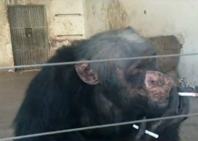 Čimpanza pali cigaretu jednu za drugom