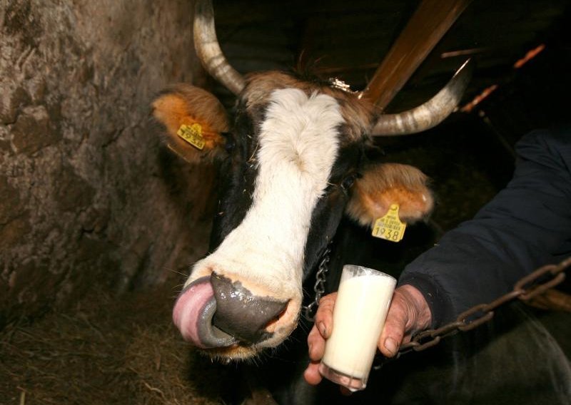 Polovica 'sumnjive' proizvodnje mlijeka vraćena u otkup