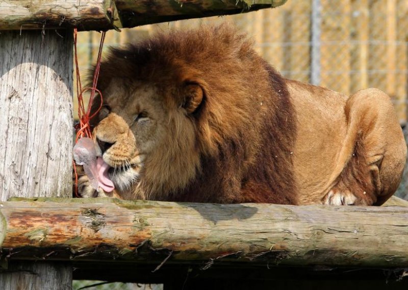 Lav rastrgao zaposlenicu safari parka