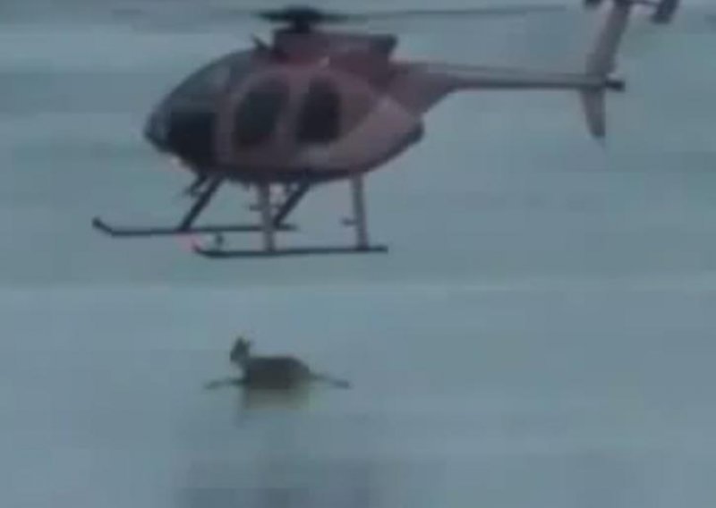 Pogledajte kako je pilot helikoptera herojski spasio srnu
