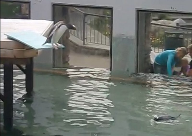 Kukavica od pingvina ni u vodu ne može skočiti
