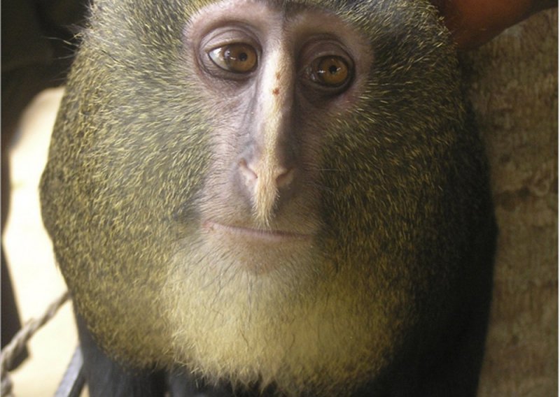 U Kongu otkrivena nova vrsta majmuna