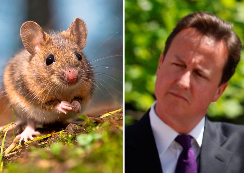 Je li David Cameron čovjek ili miš?