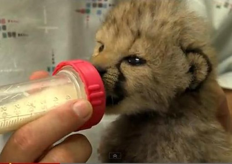 Pogledajte kako beba geparda pije iz bočice