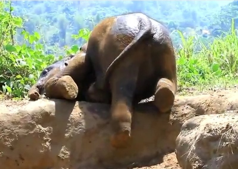 Evo kako se slatki slonić igra u prašini