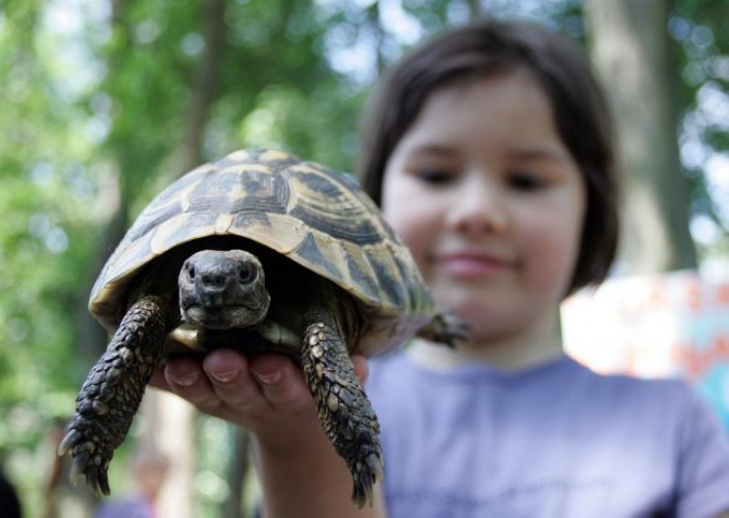Svjetski dan kornjača obilježen u zagrebačkom ZOO-u