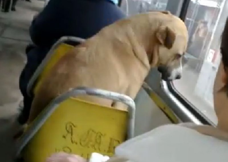 Kontrolori izbacili psa iz tramvaja jer nema kartu
