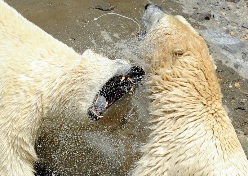 Polarni medvjed zbog zubobolje napao kampiste